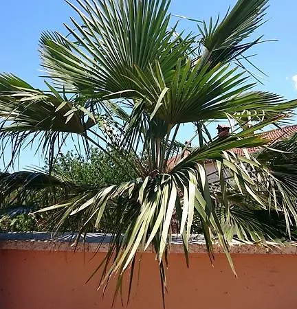 Licul